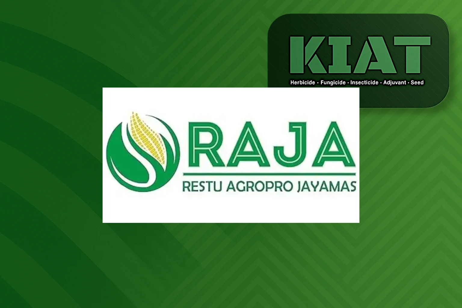 Benih Jagung Raja
